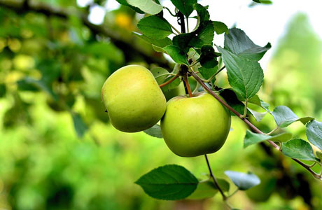 Arboriculture fruitières