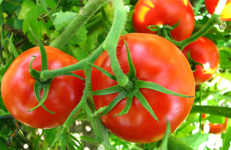 Elkhadra - Tomate