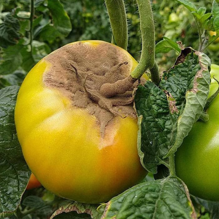 Elkhadra - Botrytis Blight ou Pourriture grise des tomates