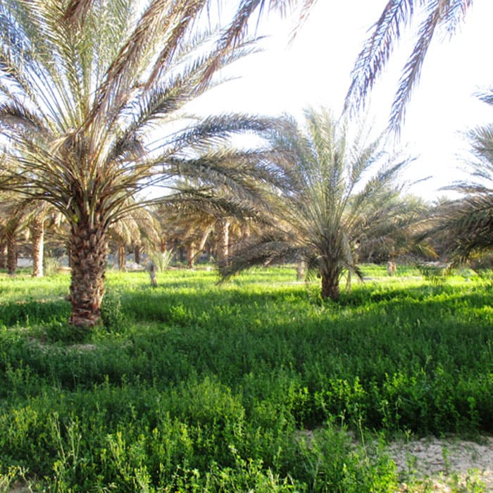 Elkhadra - Mauvaises herbes en pré et post levée-des-palmiers 