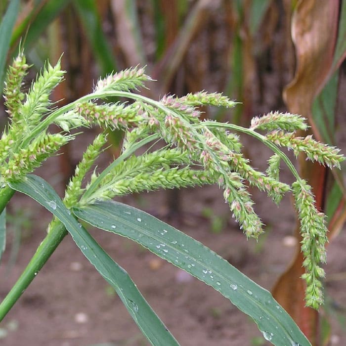 Elkhadra-Mauvaises-herbes-graminées-annuelles-des-légumineuses