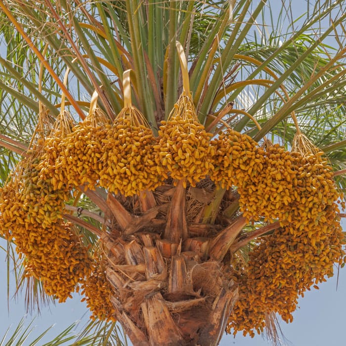Elkhadra - Palmiers dattiers