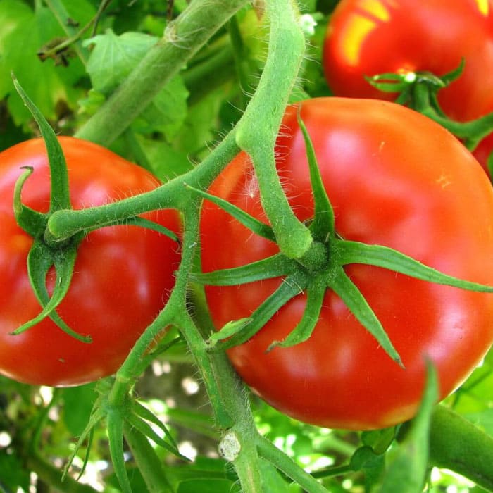 Elkhadra - Tomates