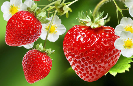 Elkhadra - fraise