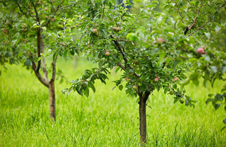 Arbres fruitiers